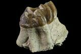 Oreodont (Merycoidodon) Tooth - South Dakota #157351-1
